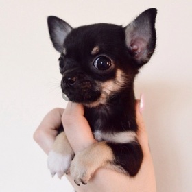 Chihuahua puppies for a good homes