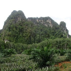 9600 sq.m of Land with runbber tree and pineapple plantation for Sale , Ao Nang