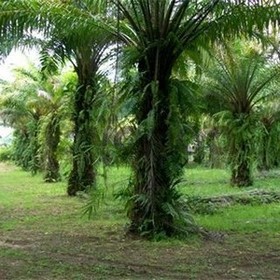 Land for Sale 6012 sq.m, Ao Nang
