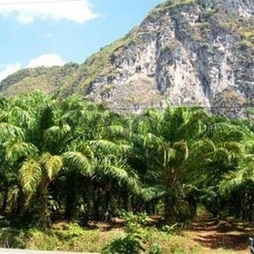 Land for Sale 6084 sq.m, Ding Daeng