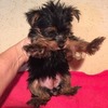 Look at this little joy! Such a cutie tcup yorkie pups