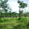 Land for Sale 6800 sq.m, Khao Klom 3