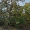 Land for Sale 1 acre, Lake Drive, Zip Code 32578 2