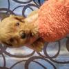 f1 pra clear cavapoo Puppies for sale