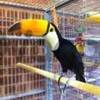 Keel Billed Toucan – 1 yr – Extremely Tame.