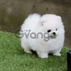 White Pomeranian Puppies for sale