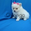 White Pomeranian Puppies for sale