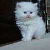 Adorable Persian Kittens Available