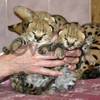 Tamed Caracal and serval kittens for sale