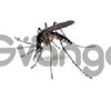 Mosquito control