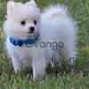 Are you looking for a pomeranian puppies