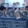 Ostrich chickens and fertile ostrich eggs for sale 1