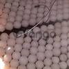 Ostrich chickens and fertile ostrich eggs for sale 2