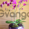 Brilliance in Pink - Orchid Arrangement