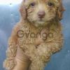 Pure Breed Toy Poodle & Mix Breed Poodle and Shih Tzu