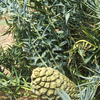 Encephalartos Hirsutus & Horridus Seeds and plants Available