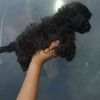 Pure Breed Toy Poodle & Mix Breed Poodle and Shih Tzu