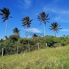 5.2 Hectares Lot for sale