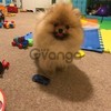 Registered Pomeranian Girl