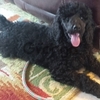 Adorable Standard Poodle Available