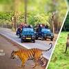 Hotels and Resorts in Jim Corbett National Park