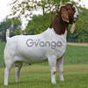 Boer Goat and Cattle  For Sale