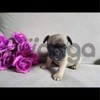French bulldog puppies looking forever home