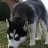 Healthy Siberian husky puppies for re homing