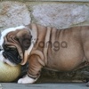 male and female English Bulldog Puppies Available for sale