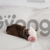 Beautiful bulldog puppy for adoption 2