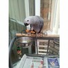 chucky and healthy pair of African grey parrots ready now 1