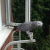chucky and healthy pair of African grey parrots ready now 2