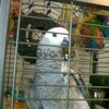 chucky and healthy pair of African grey parrots ready now