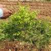 22 cents Sandal  Plantation Plots in Addanki,Prakasam district for 7 lakhs