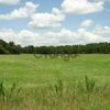 Land for Sale 18.5 acre, 19028 Southwest 187 Avenue, Zip Code 32618 2