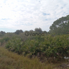 Land for Sale 1.25 acre, 7357 Alan Blvd, Zip Code 33982 3