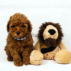 Red Toy Poodle 1
