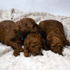 Red Toy Poodle 2