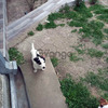 Jack Russell Terrier 1
