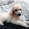 Great royal poodle puppies 3