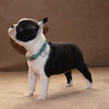 Boston Terrier 1
