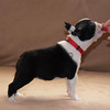 Boston Terrier 2