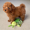 Purebred toy poodle babies ready 1