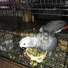 Talking African Gray Timneh Parrots for sale.