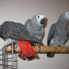 Talking African Gray Timneh Parrots for sale.