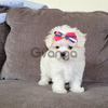 Teacup Maltese puppies
