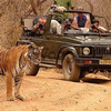 Ranthambore National Park Safari