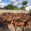 goats and sheeps for sale 3