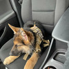 German Shepherd Puppies 1