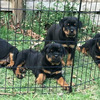 Gorgeous Rottweiler Puppies Ready For New Homes 1